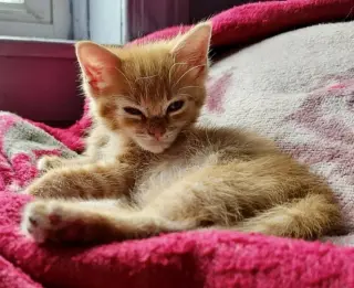 Pip