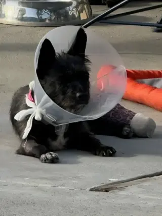 Nina - Adopt Me!