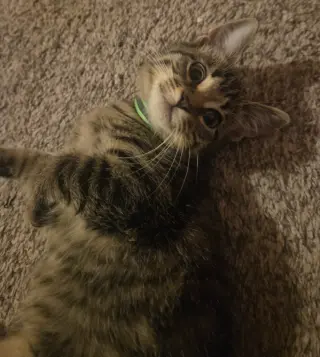 Bumblebee / Cricket
