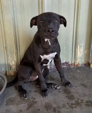 Ida