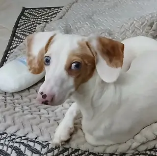 Sinatra