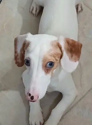 Sinatra