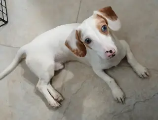 Sinatra