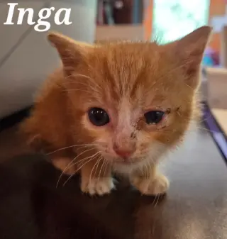 Inga