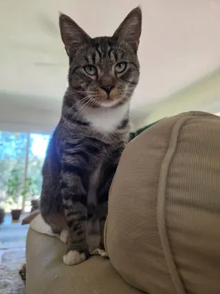 Leo (CP)