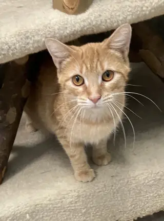 Reba