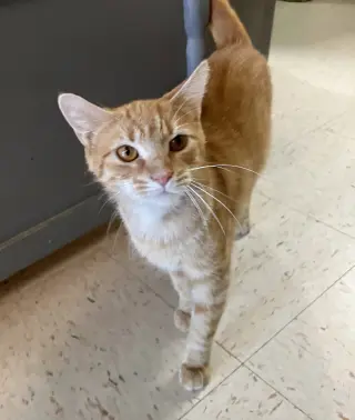 Reba