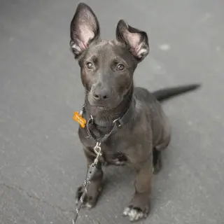 Bagel