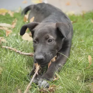 Bagel