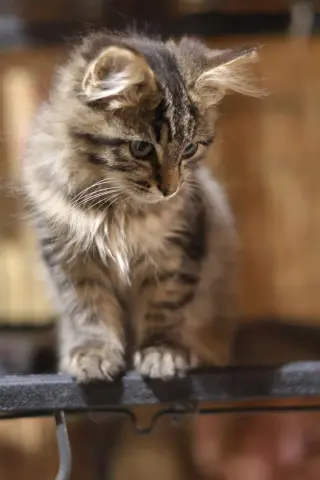 Floop