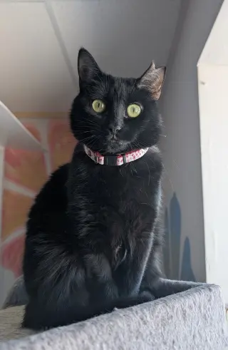 Olivia