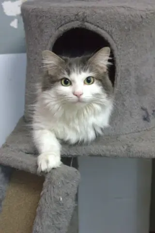 Lily