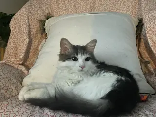 Lily