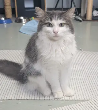 Lily