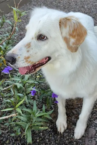 Lady