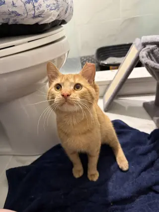 Sweden and Shrimp (bonded pair)