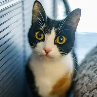 Sally O'Malley