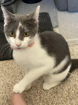 Bonnie