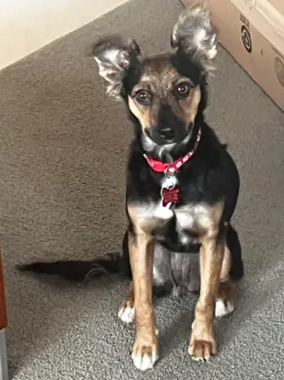 Sadie