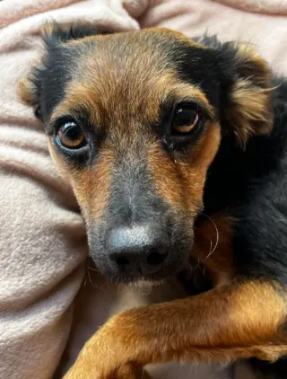 Sadie