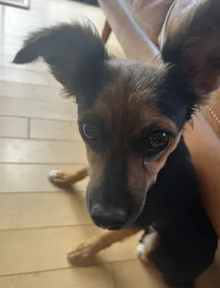 Sadie