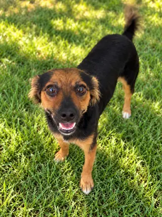Sadie