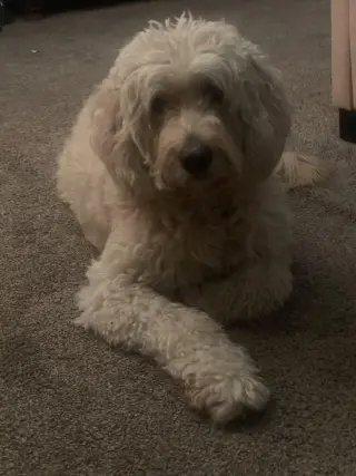 Toby