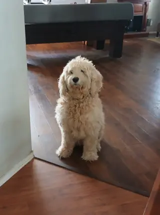 Toby