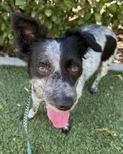 Kona