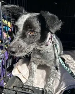 Kona