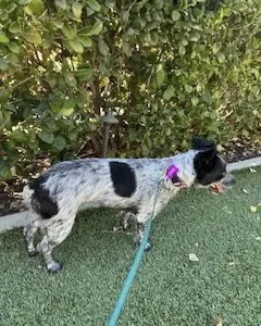 Kona