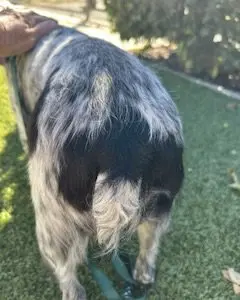 Kona