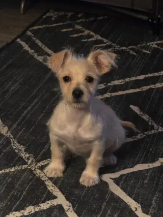 Woodrow
