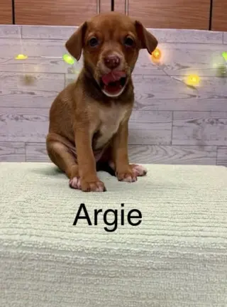 Argie