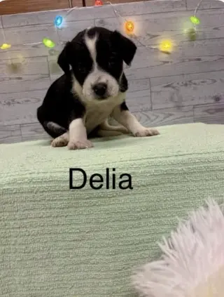 Delia
