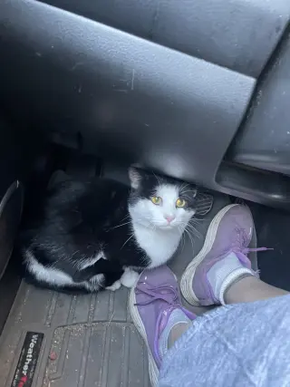 Clarendon FIV+