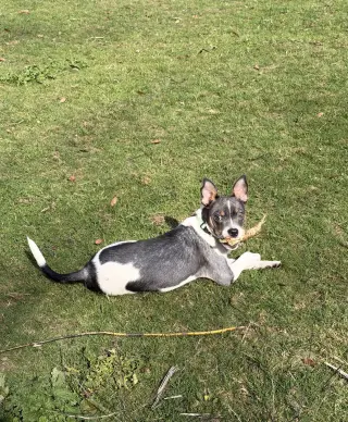 Peanut