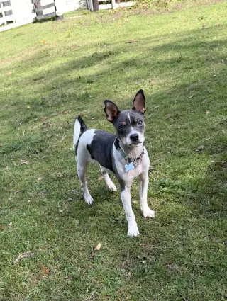 Peanut