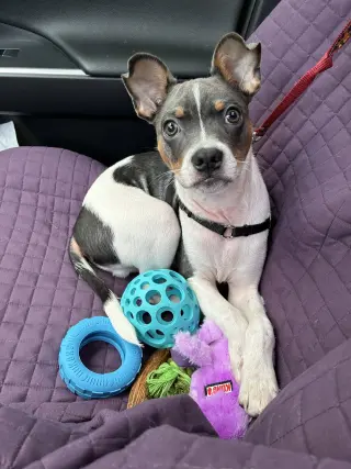 Peanut