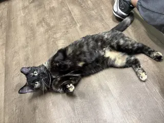 Angelica