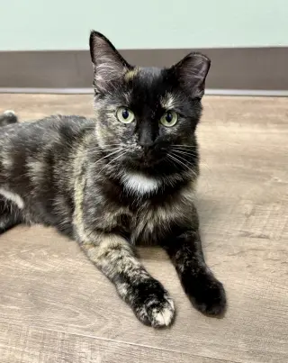 Angelica