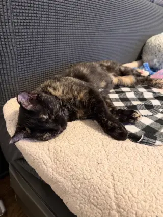 Angelica