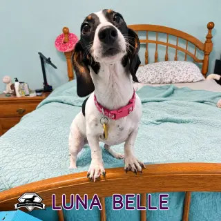 Luna Belle