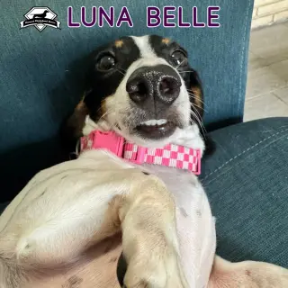 Luna Belle