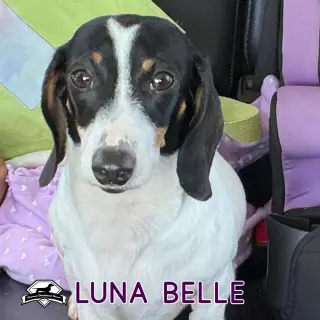 Luna Belle