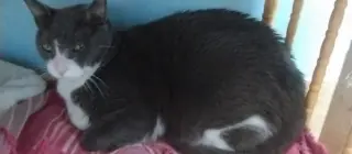 Neo