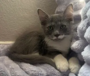 Stache
