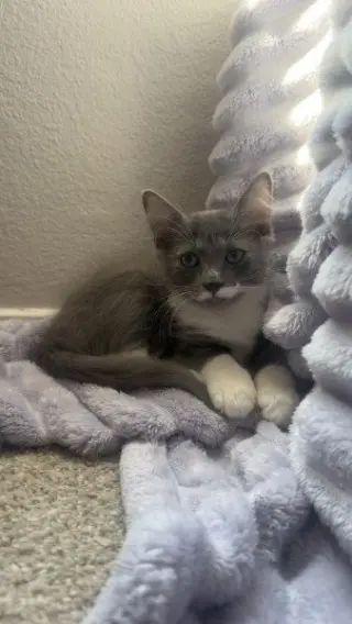 Stache