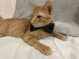 Garfield