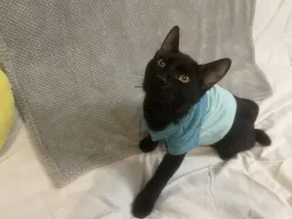 Ozzy